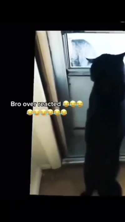 poor cat just deflated