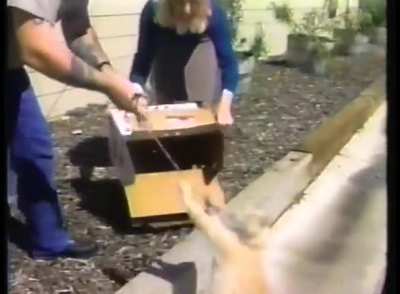 Poor cat