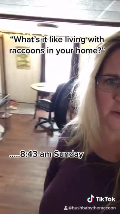 Happy Sunday my raccoon loving friends!