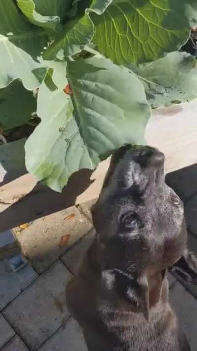 What type of caterpillar is this?!