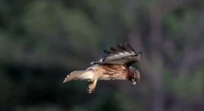 Red-Tailed Hawk hovering in a stiff wind as it scans for prey on the ground.