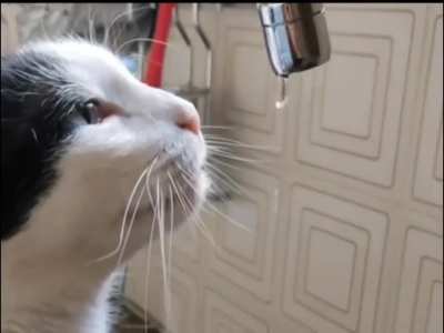 o gato bugou
