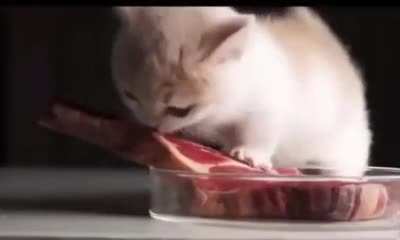 nasıda yiyor aslan par&ccedil;ası