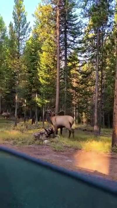 When I saw "Elk" in the credits as "voice actors", I was like "is that really what an elk sounds like?" Well i was watching some Instagram reels and came upon this one. Ring any bells?