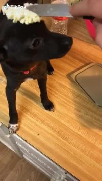 dawg 2