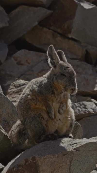 Filmaron a un chinchill&oacute;n con cara de lunes tomando solcito en la Reserva Natural Villavicencio, Mendoza