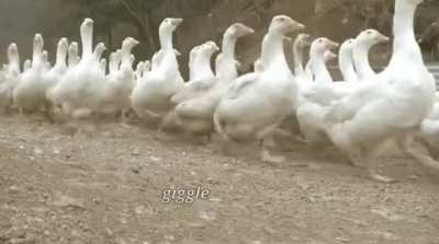 Petition for a goose invasion dlc to happen