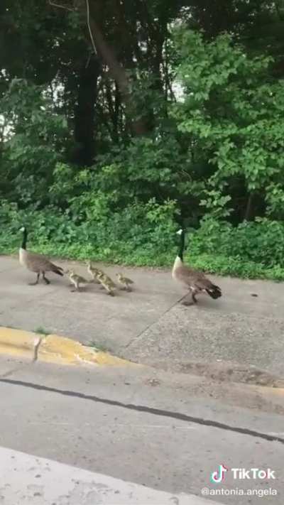 All I'm saying is that these geese dgaf