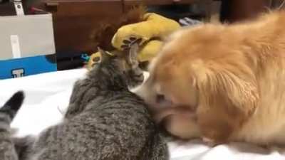 Dog keeps insisting the cat should move over even though the cat absolutely refuses to move an inch