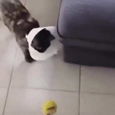 The cat&rsquo;s sedatives haven&rsquo;t worn off yet&hellip;