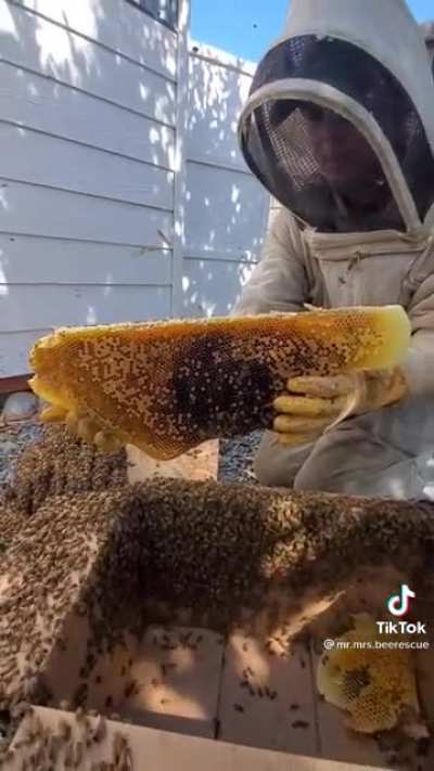 Large Hive Removal