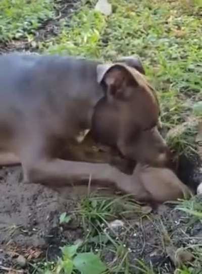 Dog can't help but annoy the grumpy groundhog.