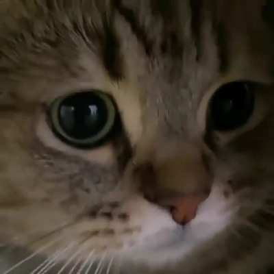 Gatito