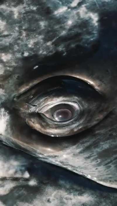 🔥 Making Eye Contact with a Grey Whale