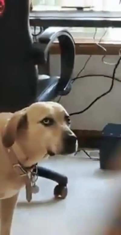 &ldquo;you could be taking me for a walk&rdquo;