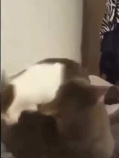 Moldy halo cat