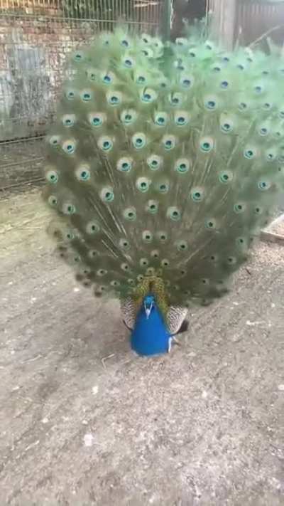 This Peacock dancing