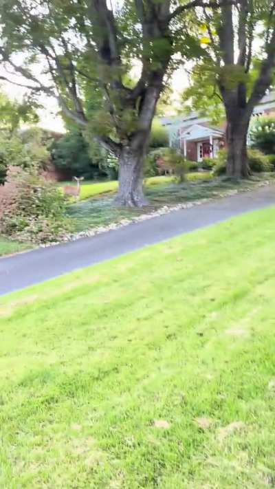 Deer Encounter!