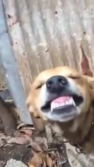 El viejo saaaaanca