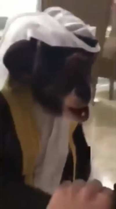 Arab Monkey