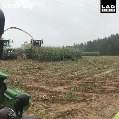 Wild Pigs Run Out Of Corn Field