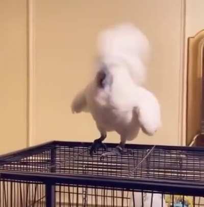 Name a bird that&rsquo;s partied harder