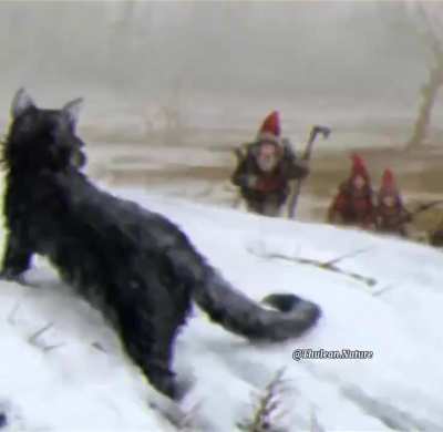 gnome