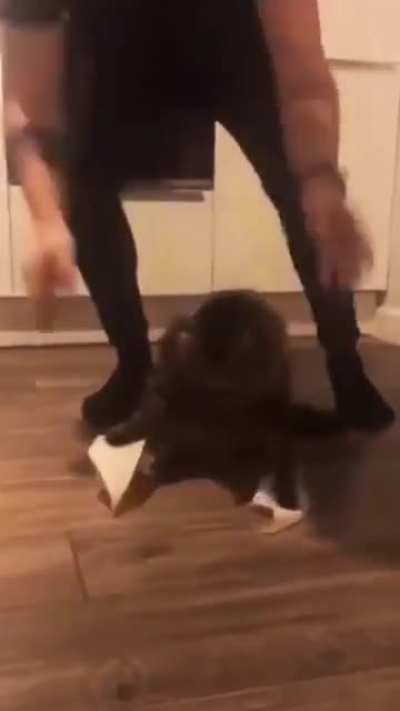 Gato