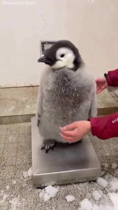 97 day old Emperor Penguin chick