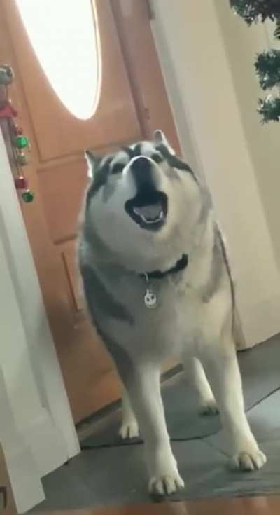 Who needs an alarm when you have a husky!