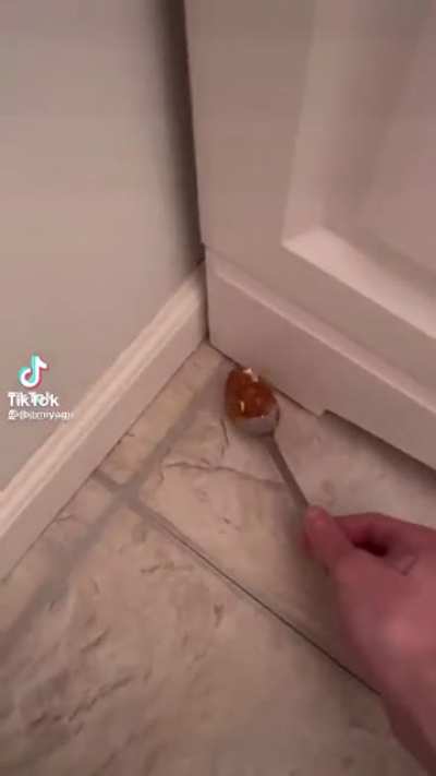 Ant infestations..