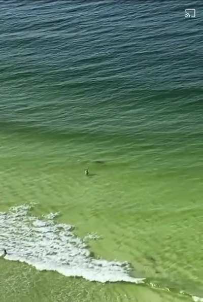 Shark almost attacks swimmer in Panama City