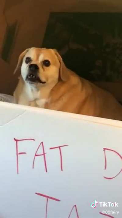 fat dog jail 😟