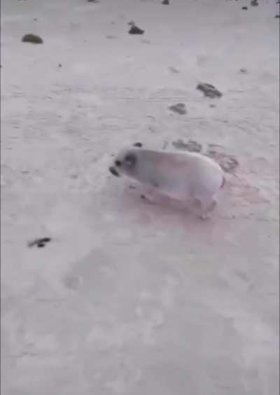 Oink
