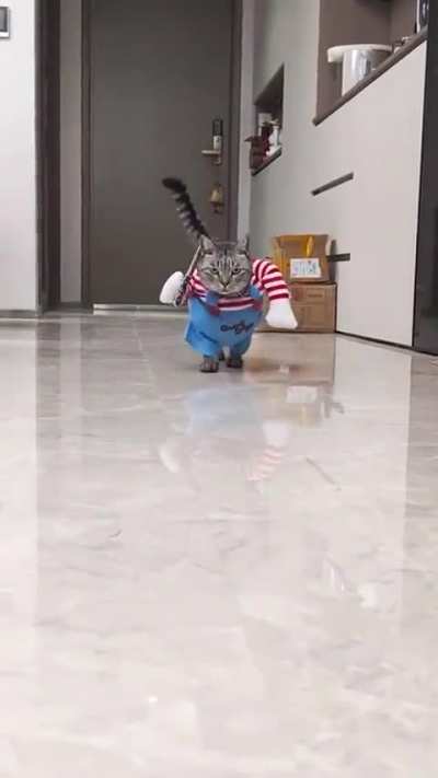 Funny Halloween Outfit for Cats &amp;amp; Dogs