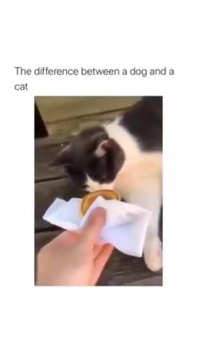 difference between a dog and a cat