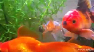 German fish