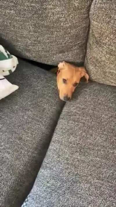 She&rsquo;s still learning how to use the couch