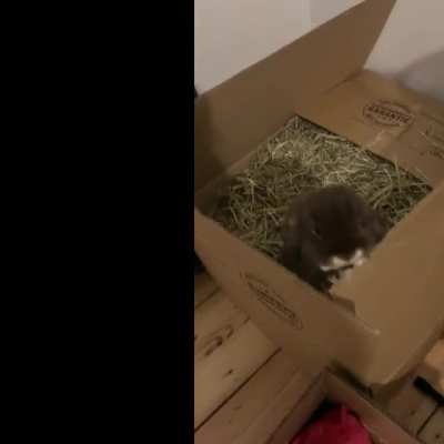 Guess who jumped into the hay and now can’t get out ...