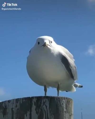SCREEEEEEEEEE-