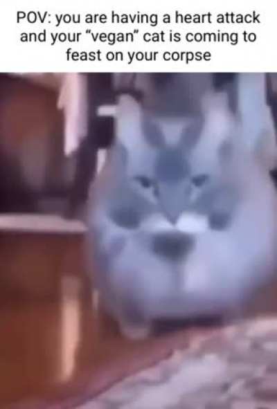 Kitty kimbles