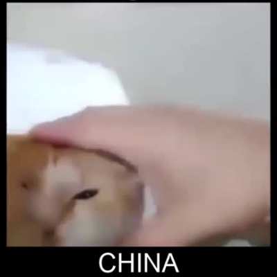 Mi gato se perdió en el barrio chino