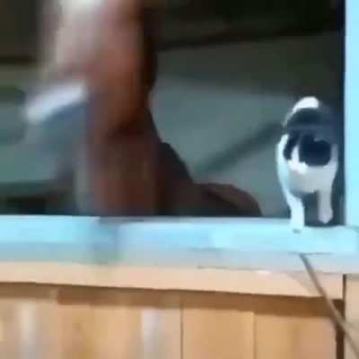 hormse