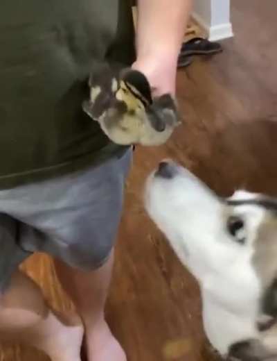 Duck you Moonmoon