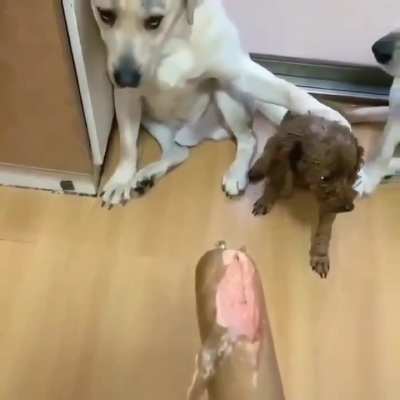 Your Dog is a fucking snitch