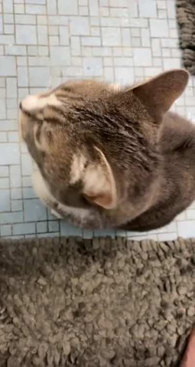 Her name is CC. Stands for ChattyCat. She is noisiest when she wants pets and attention. She loves nose rubs, that&rsquo;s her favorite