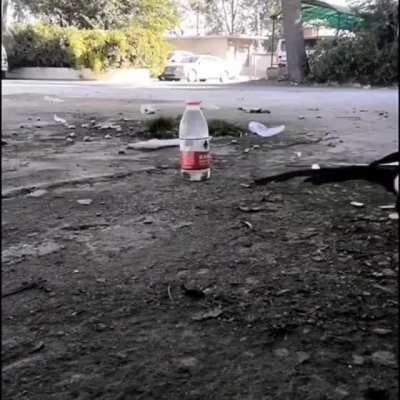 Magpie adding rocks to a bottle in order to drink from it.