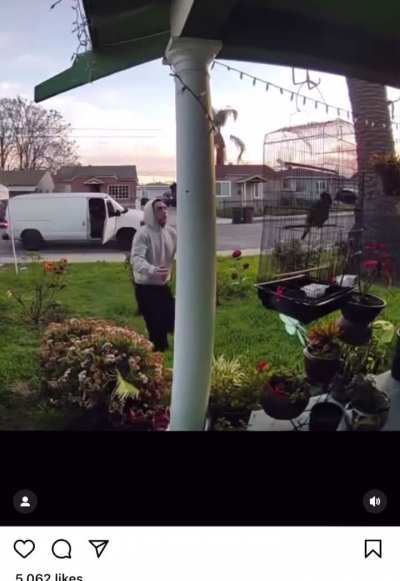 Stealing someone parrot off their front porch 