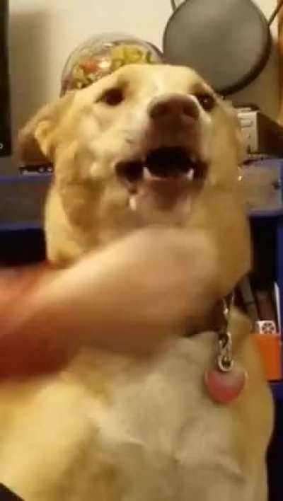 My dog having enough of my bullshit