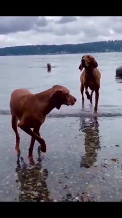 Vizsla&rsquo;s amazing ability to stand STILL during bird hunting waiting for the master to fire!